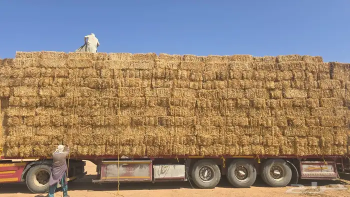 تبن قمح بر للبيع 3