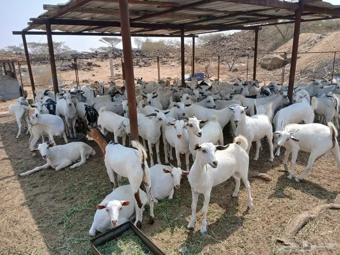 تيوس ذبايح 1