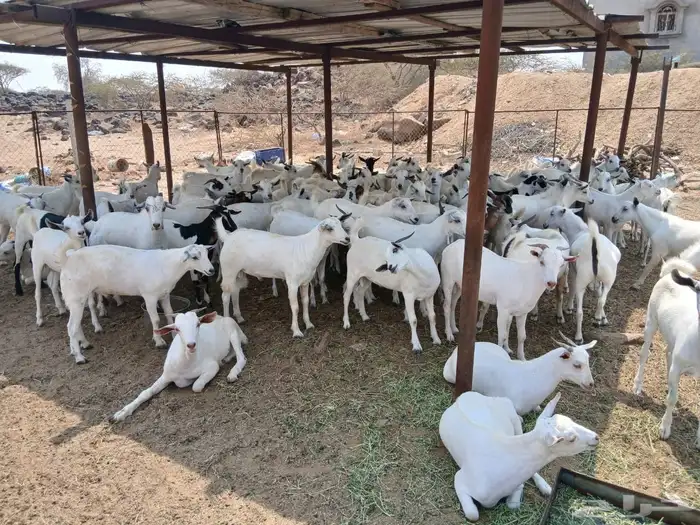 تيوس ذبايح 0