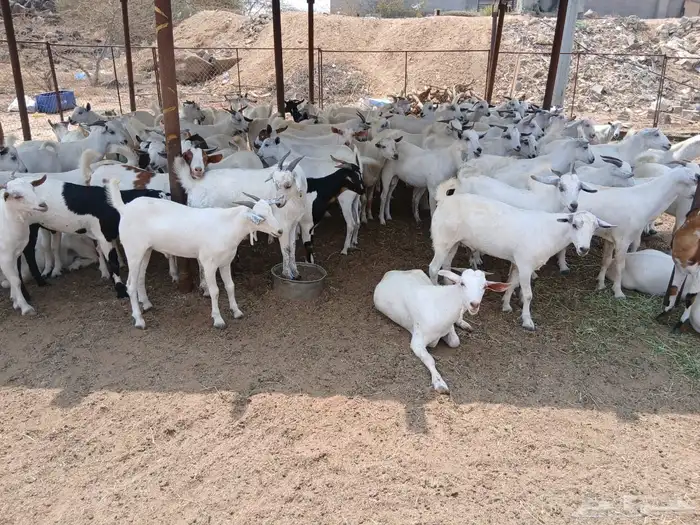 تيوس ذبايح 2