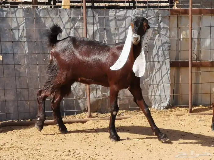 جفار مشاريك 3