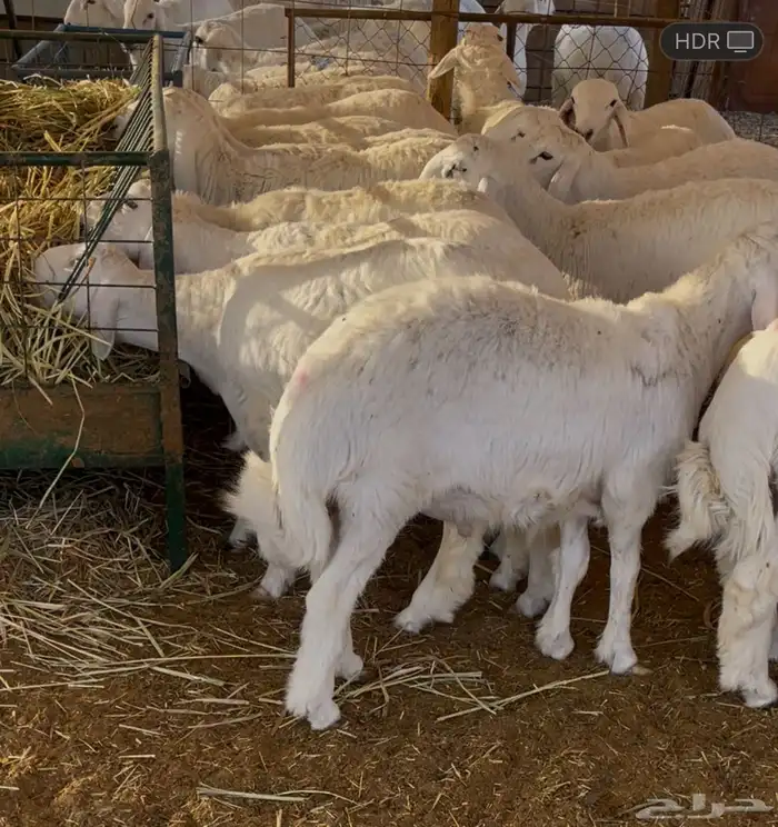 ذبايح حري ثلاجة و مناسبات 3