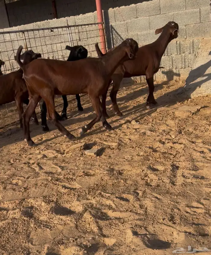 جفرات شاميات وفحلهن 0