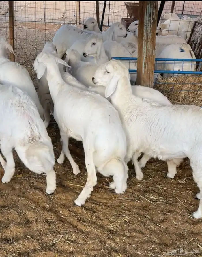 ذبايح حري ثلاجة و مناسبات 1