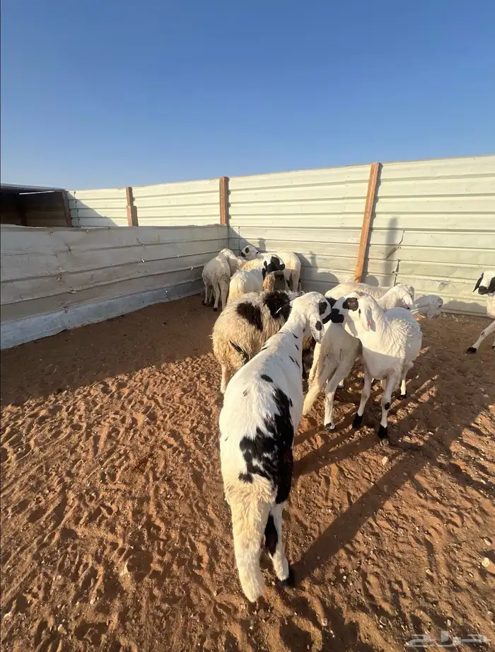 خرفان سواكن مرابي الجوده باللحم والطعم 1
