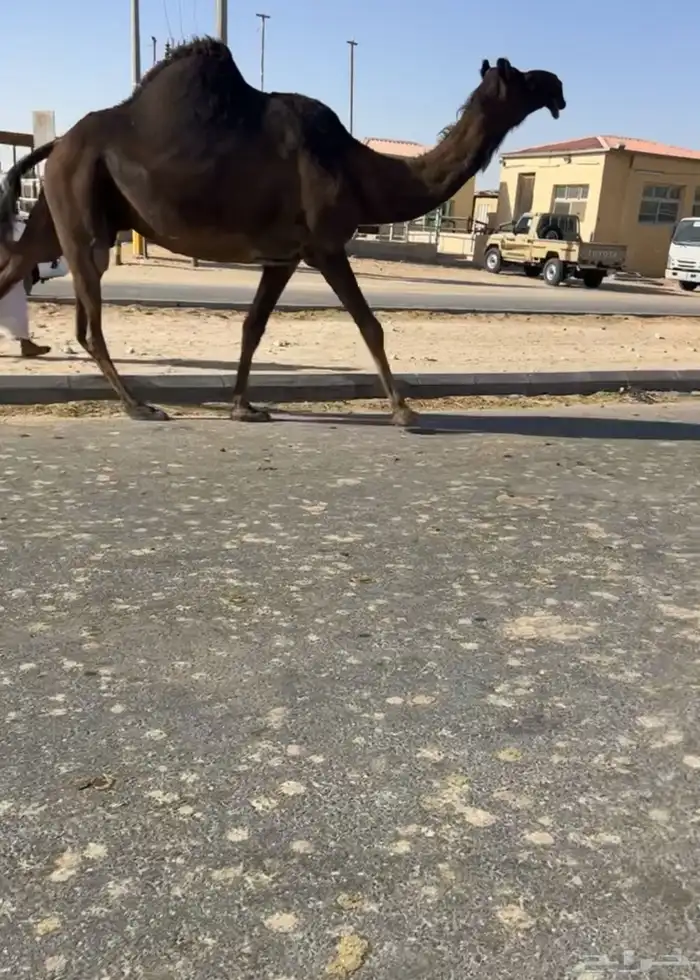 للبيع لقحه طيبه منوه القناي 2