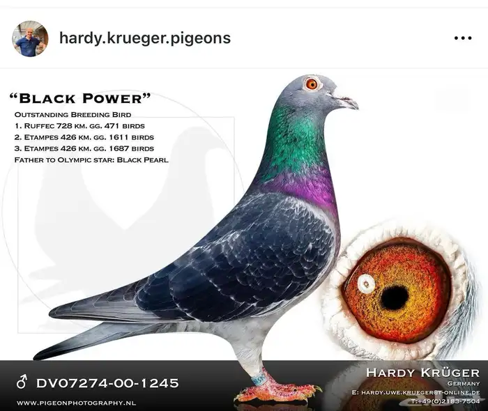طبه مميزة جدا انبريد (Harry x Black power) 2