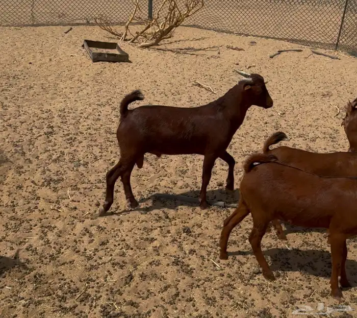 تيس فحل جنوبي محايلي 0