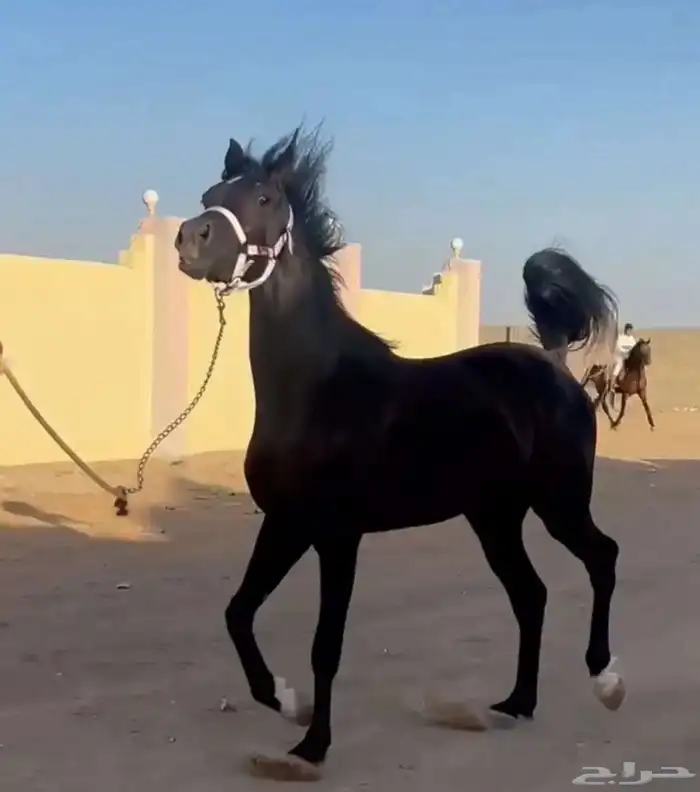 فرش دهماء شيخه 2