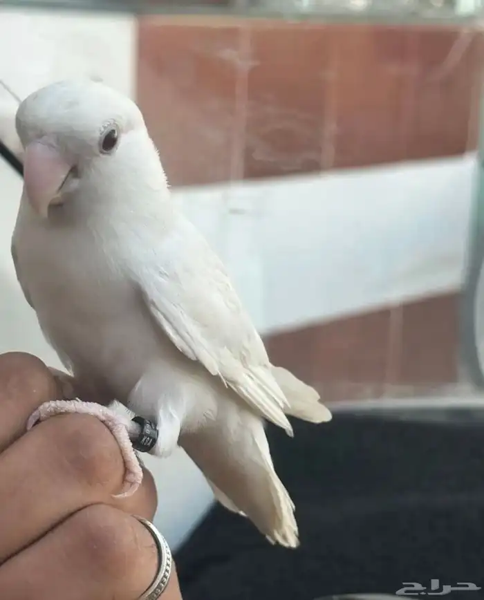 روز البينو أليف 3