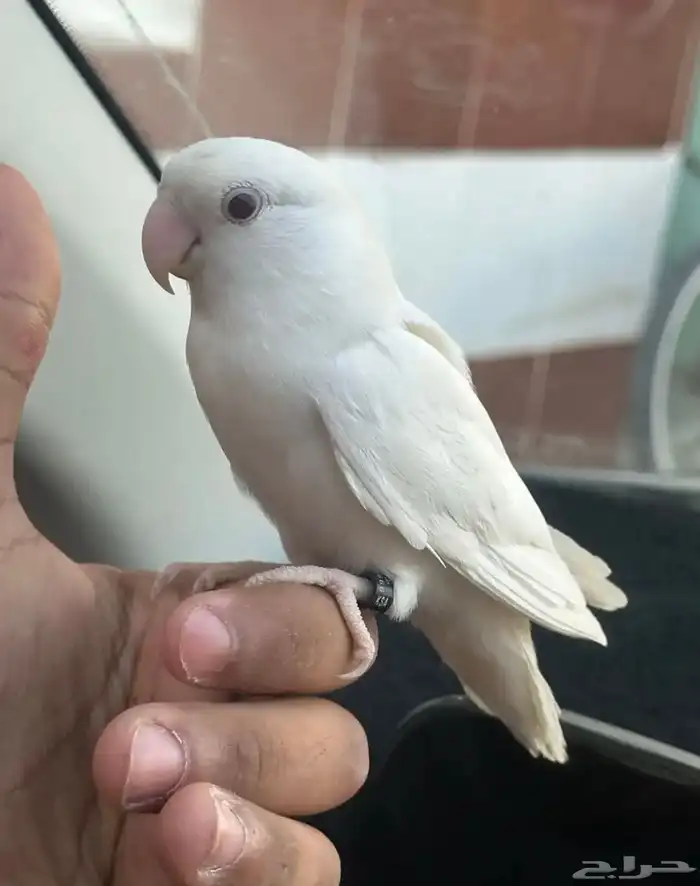روز البينو أليف 2