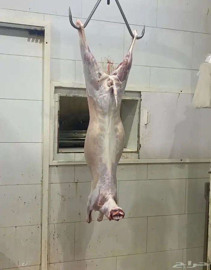 ذبايح شامل السلخ وتوصيل و التكيس وتغليف 0