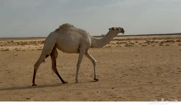 بكره رمانيه 0