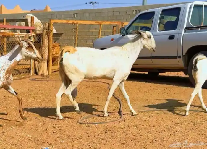 معزا بيشيات صنف 6