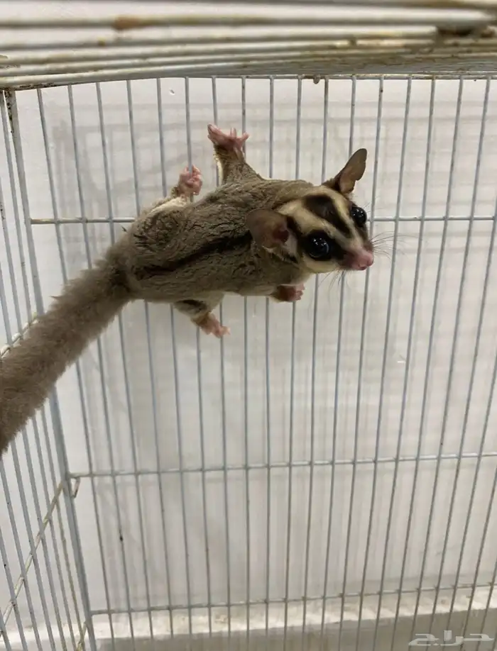 سنجاب طائر شوقرقلايدر 0