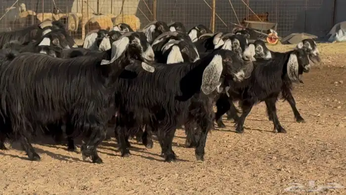 نقوة مراح أشباب فاخره العدد 30 بالفحل 9
