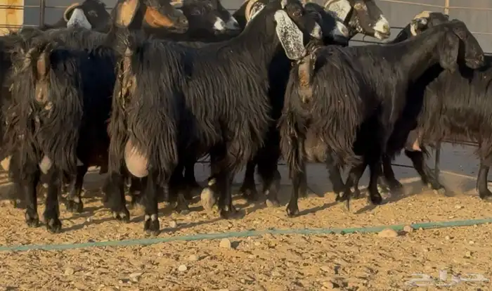 معزا حبش حليب ( تو مسحوب بهمها ) العدد 14 4