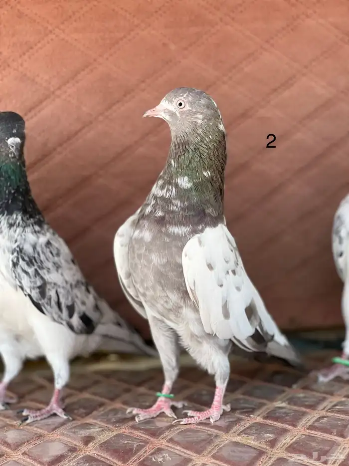 3 فردات بكستاتي توب للبيع 0