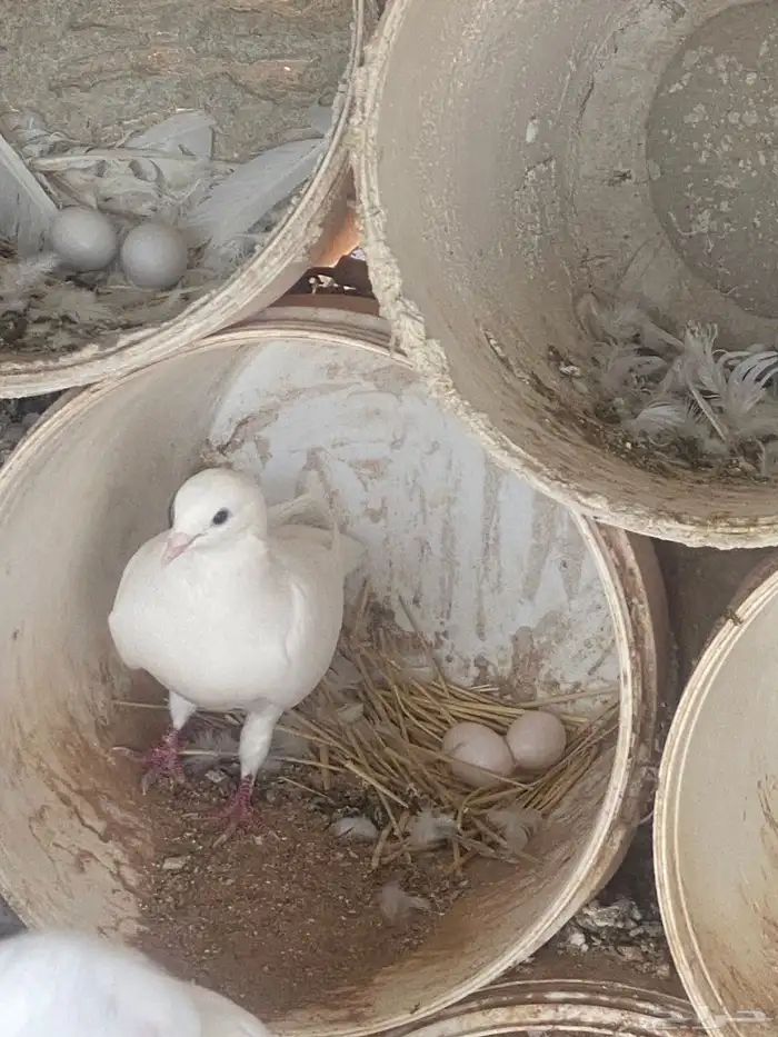 حمام فرنسي سوبر جامبو 1