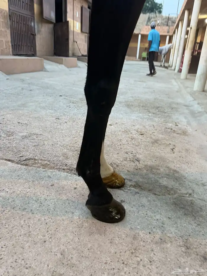 حصان انقليزي 3