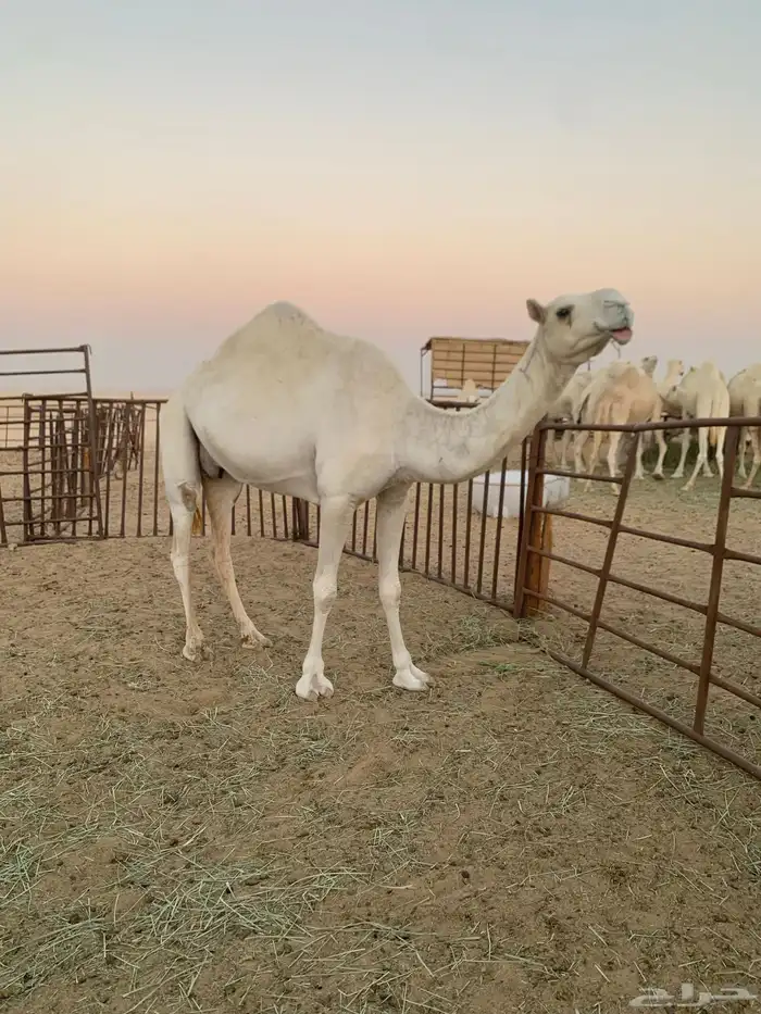 ناقه عشرا ام ثالث باتلية للبيع 2