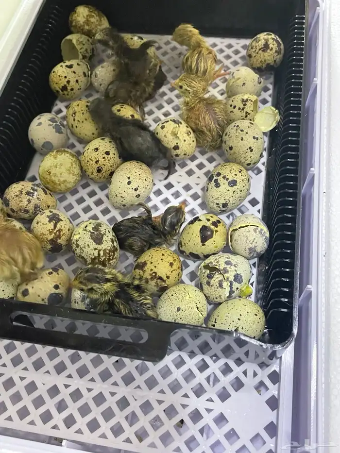 فقاسة صغيرة 1