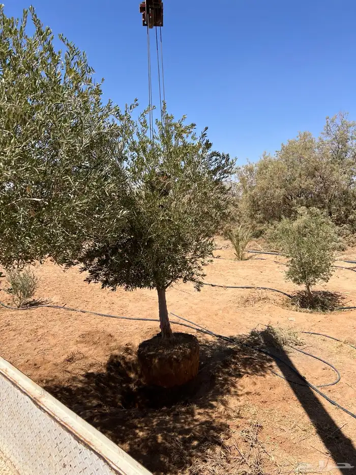 شجر زيتون مراكن وبدون مركن فاخر رقم واحد 12