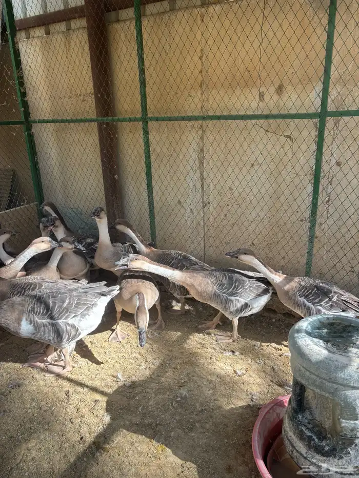 وز عراقي كوبراء بيور صافي منتج وانتاجه معه 6