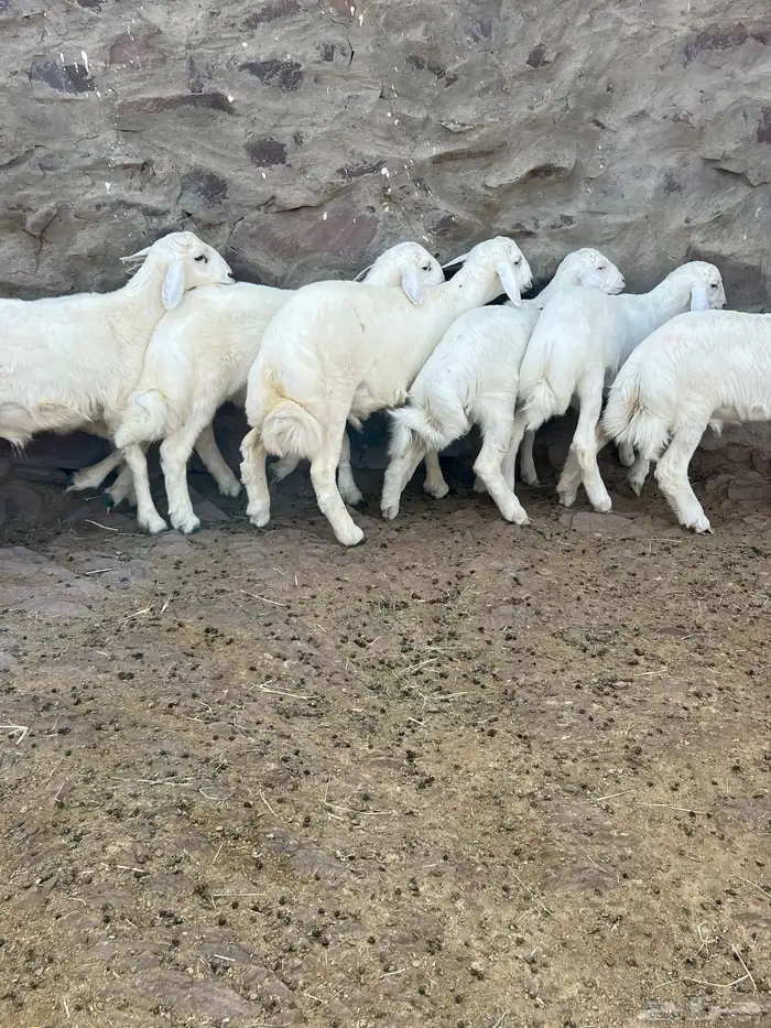 طليان 7