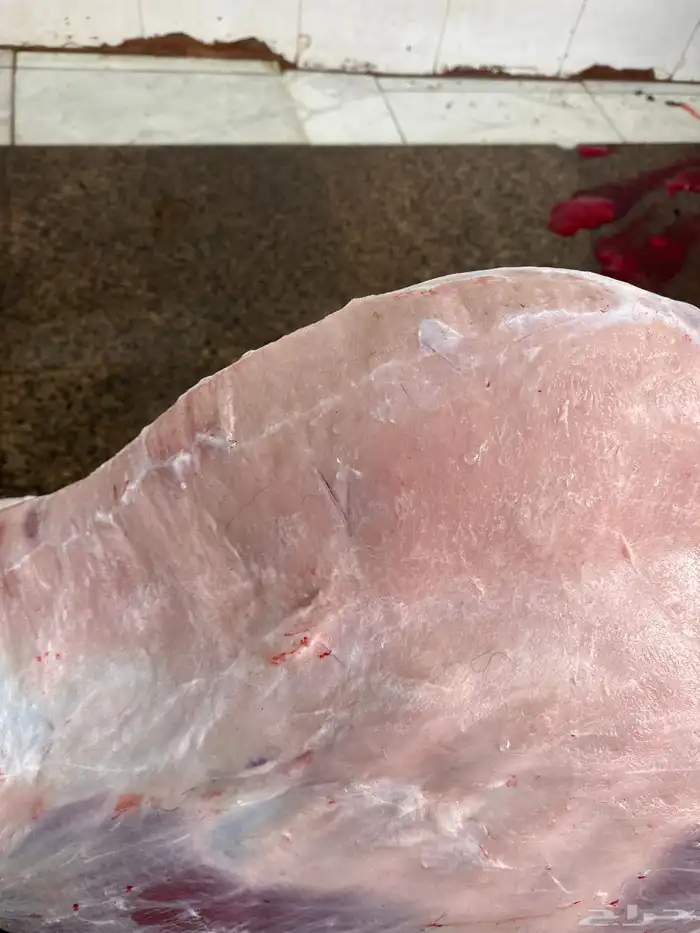 حاشي لباني شرط وتحدي عمره خمس شهور 1