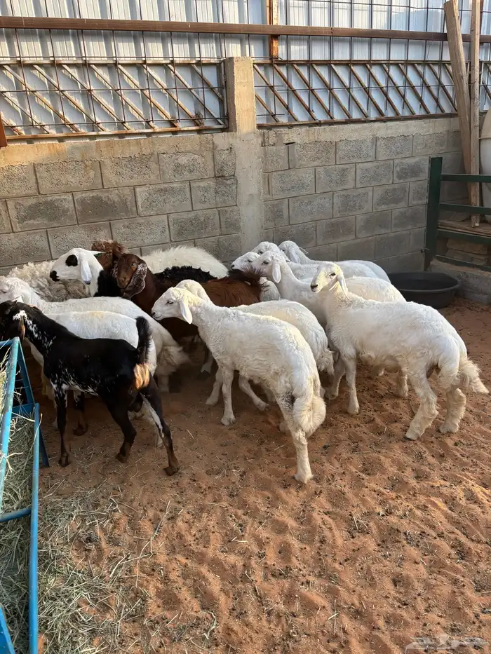 ذبايح طليان وتيوس وضأن حيل 1