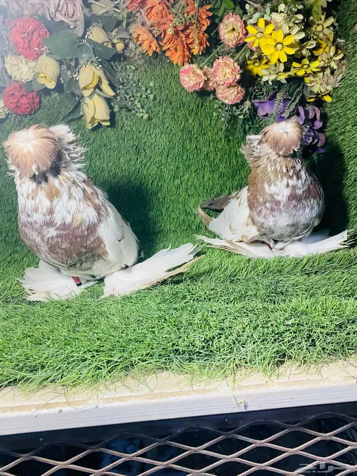 للبيع طبه بخاره اخر 3 ريش 2