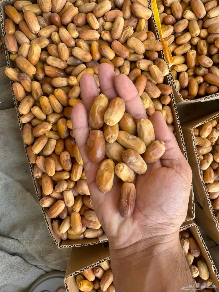 تمر نجران كفو 2