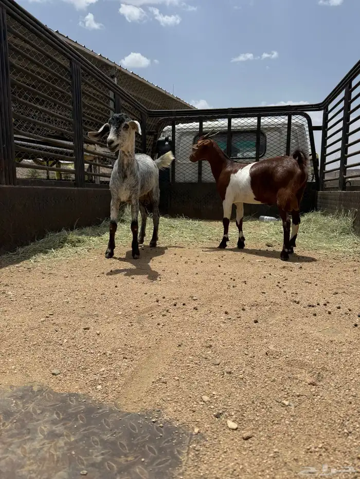 ذبايح خميس مشيط وماجاوره 4