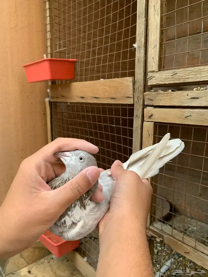 اساسات حمام باكستاني 14