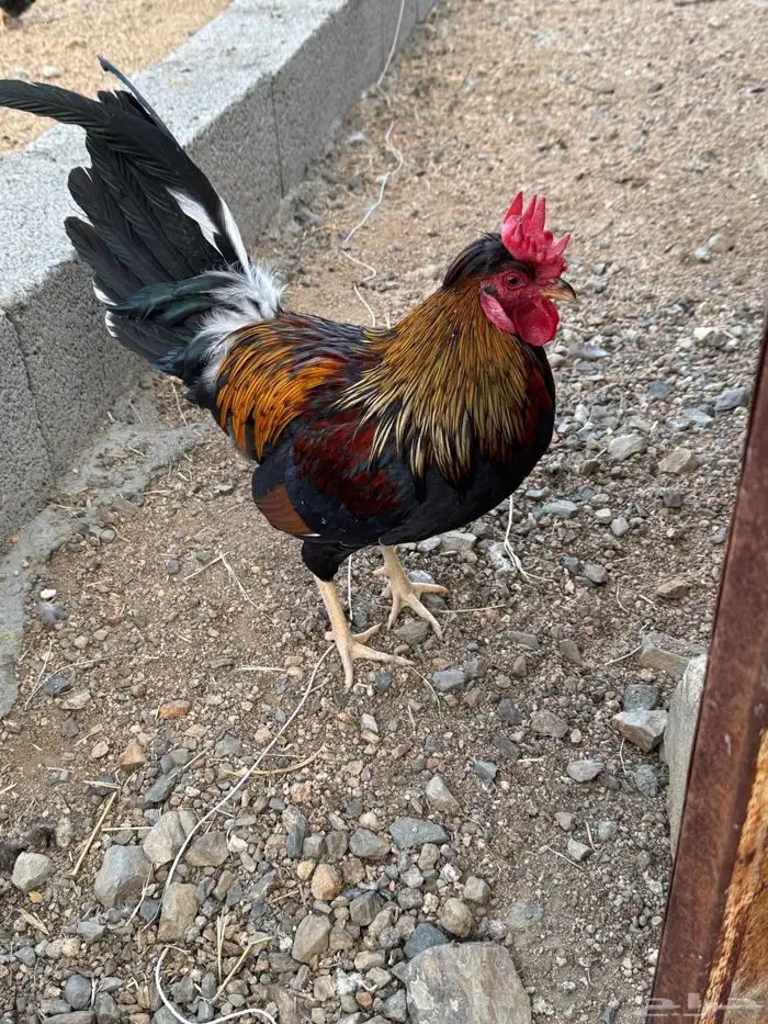 ديك عربي أكحل أفرق مقبع 8