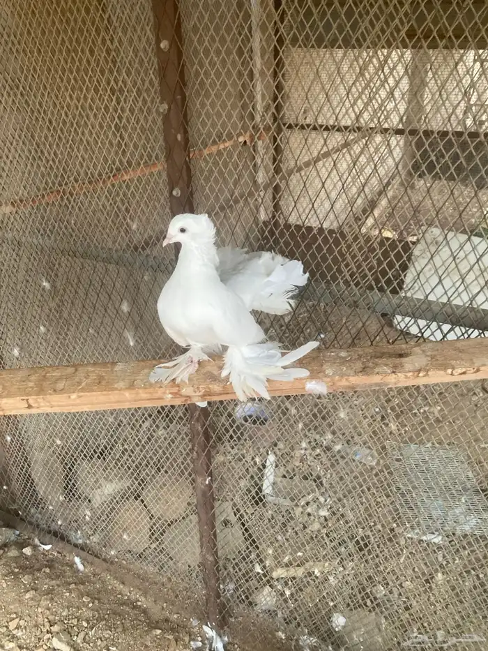 جوز حمام رقاص 3