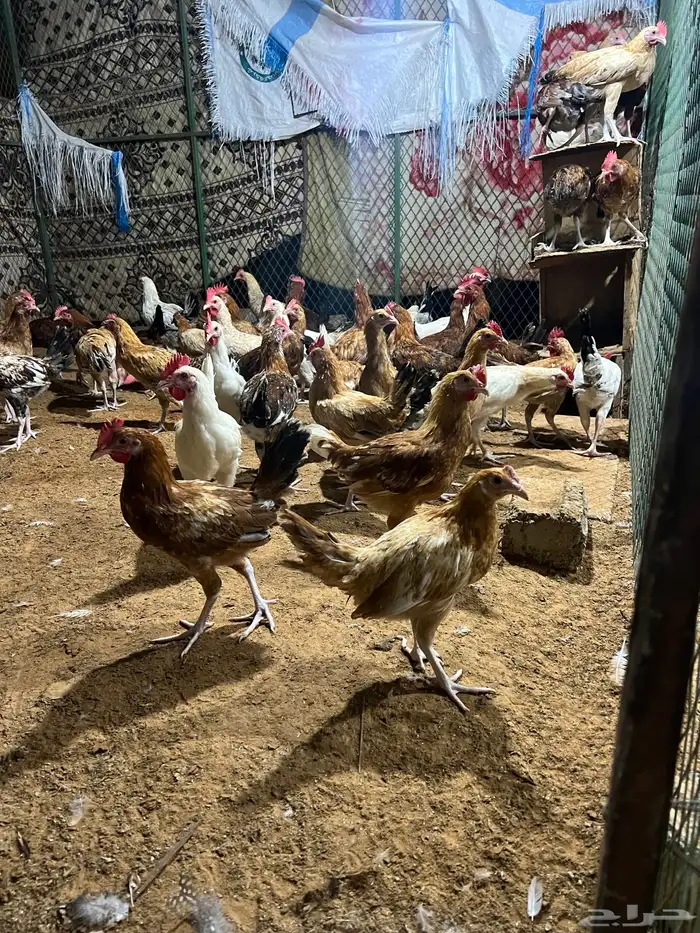 حبش وديوك ودجاج 3