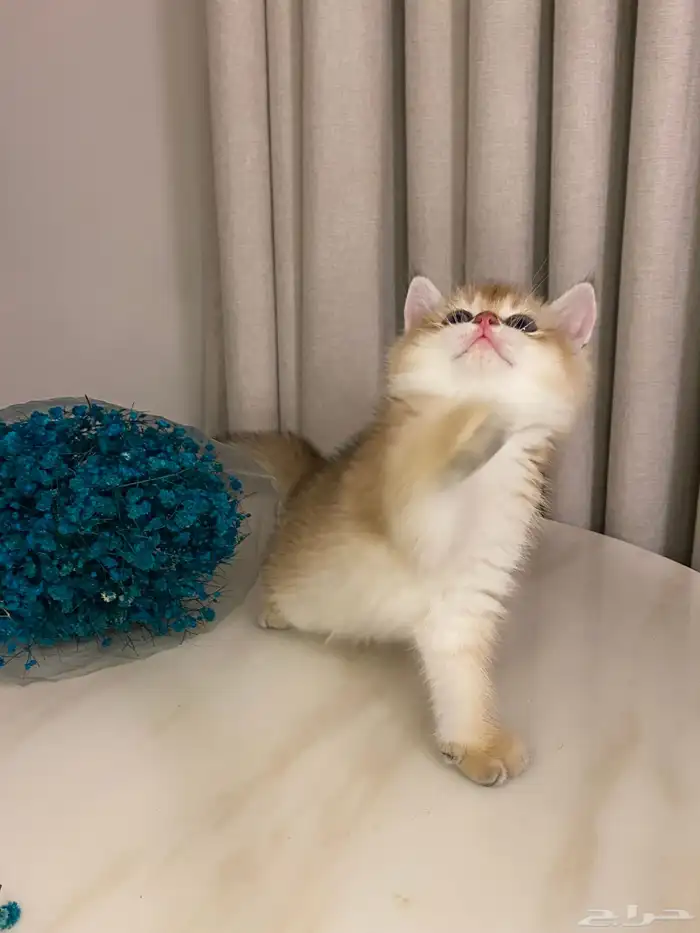 قطط للبيع 14