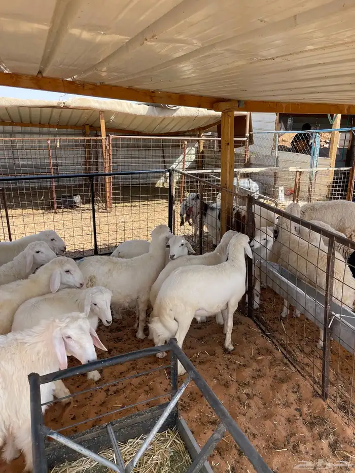 ذبايح للبيع 2