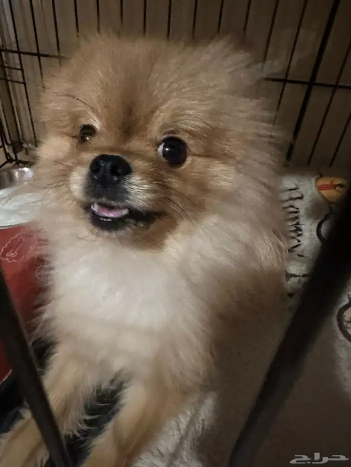 كلب بومرينيان 2