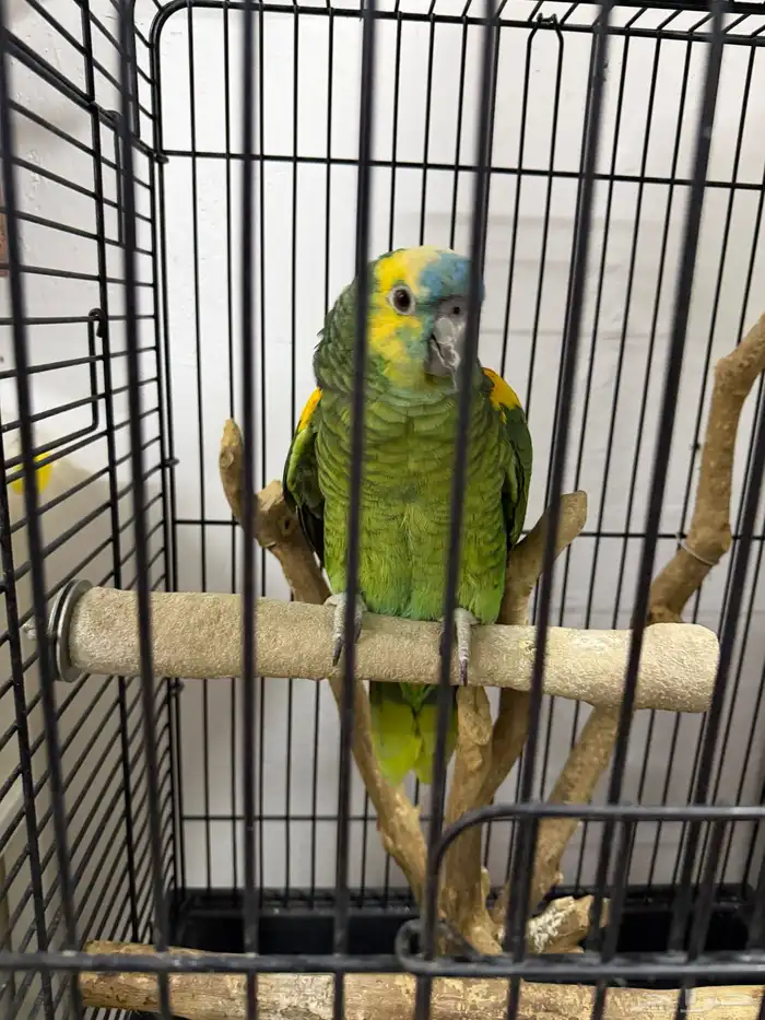 ببغاء امزوني وكروان 1