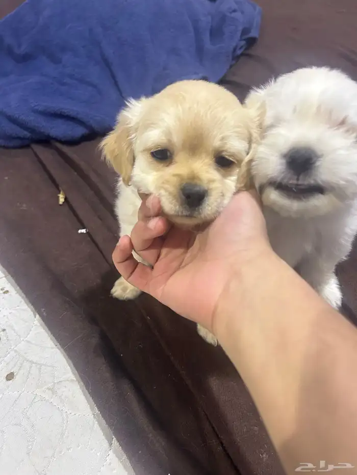 جراوي توي بودل مستوى حلو و احجام حلوه 1