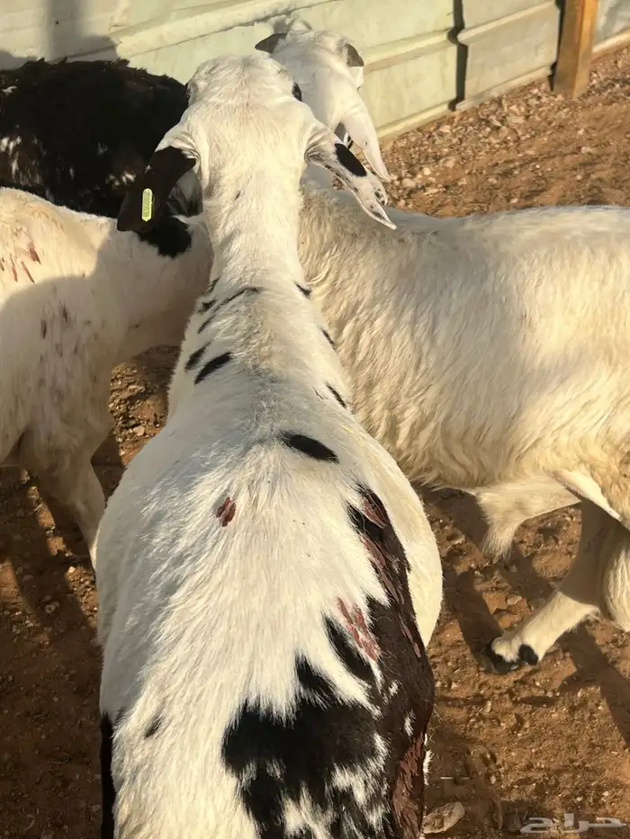 خرفان سواكن مرابي الجوده باللحم والطعم 9