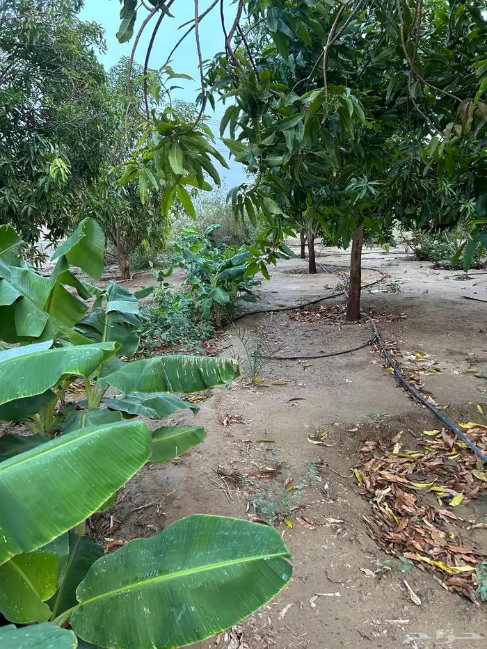 المخواه. 1