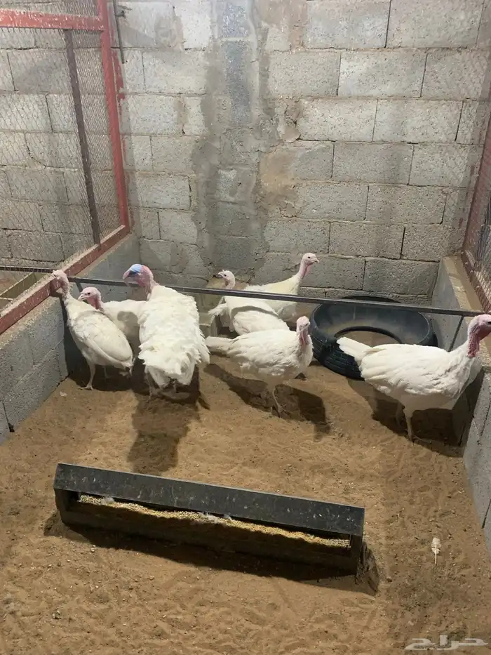 دجاج رومي بياض 7