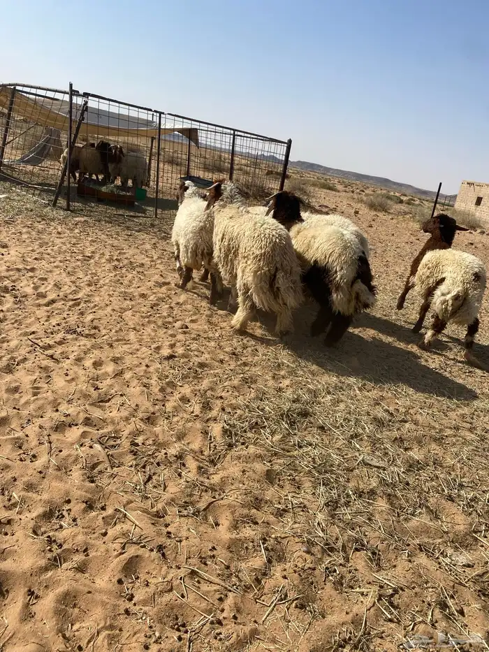 بهم نعيم جبر فواخر 4