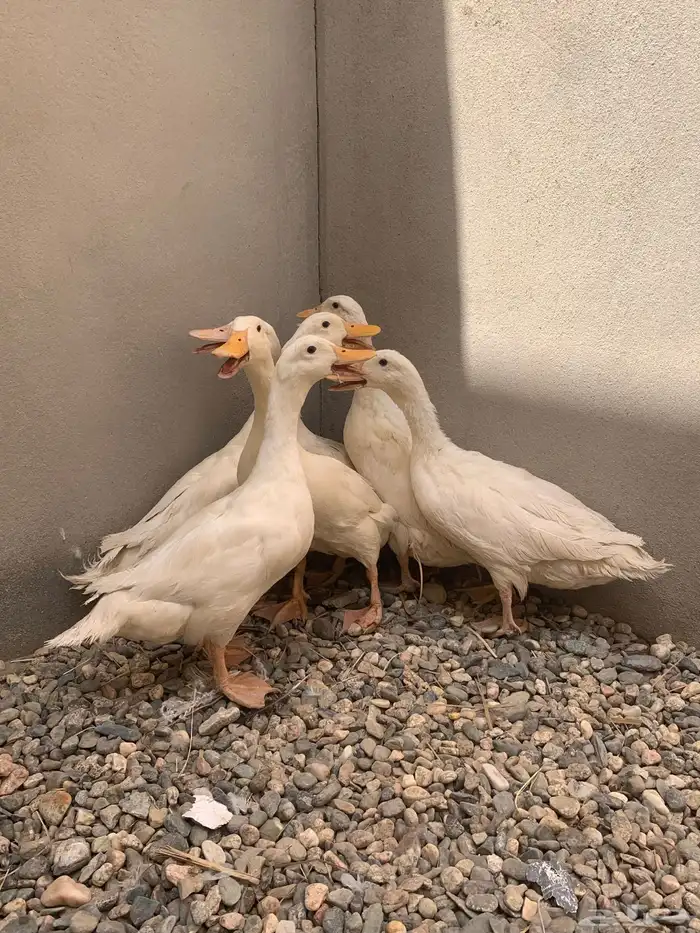 بط بكيني عدد خمس حبات 1