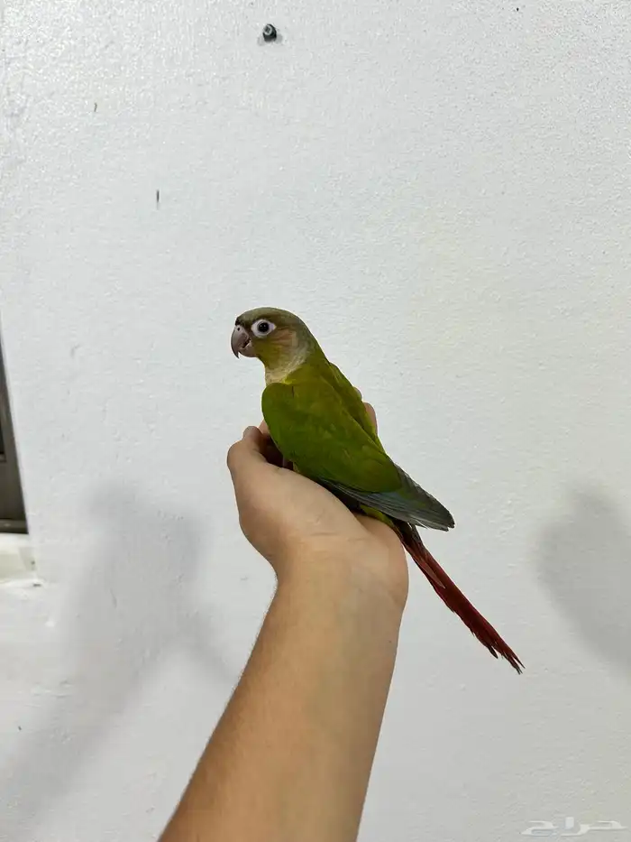 كنيور سيلمون 7