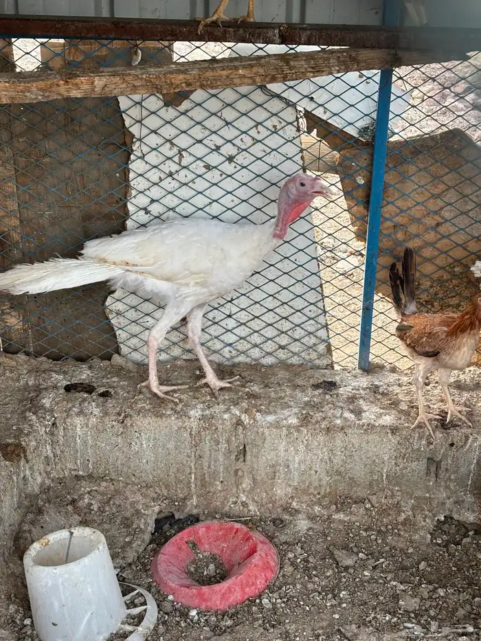 دجاج رومي 0